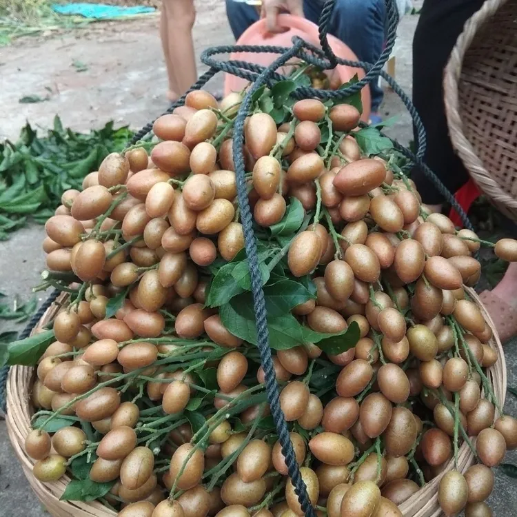 清甜可口皮薄肉厚黑黄皮无核黄皮鸡心黄皮贵妃黄皮嫁接苗盆栽地栽