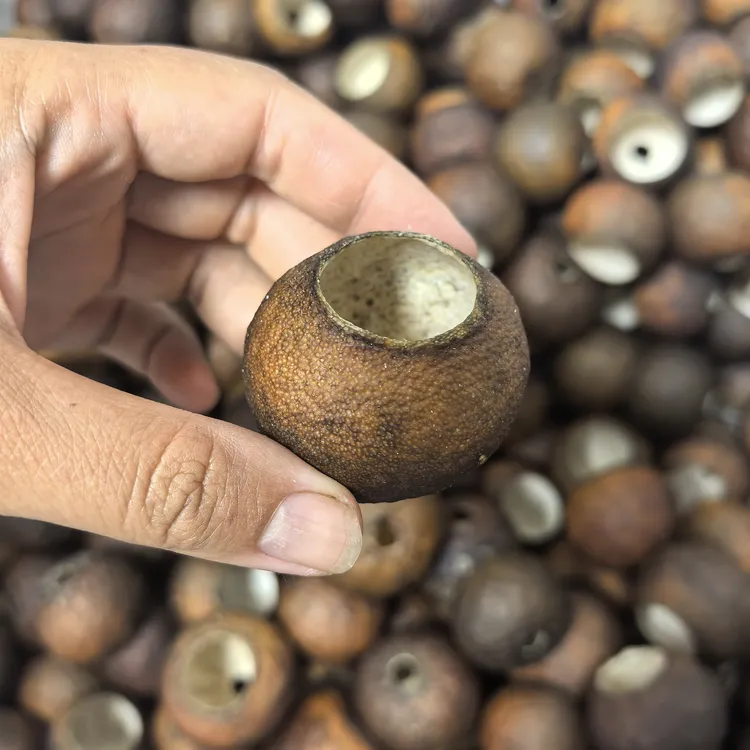 新会古井产区正宗青柑皮陈皮青皮广东新会特产可泡茶煮水柑壳