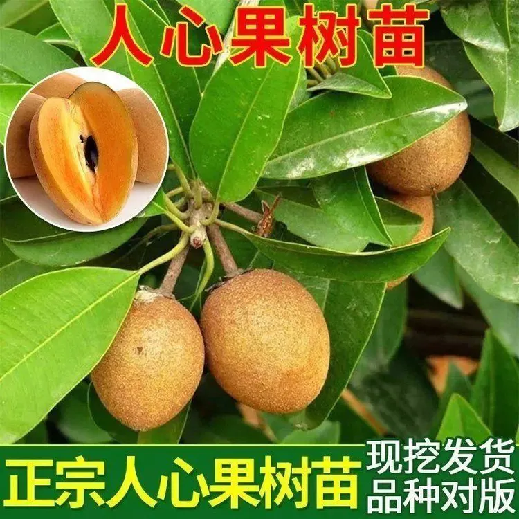 人心果树果苗马来西亚人参果特大号盆栽室内外庭院好养南北方种植