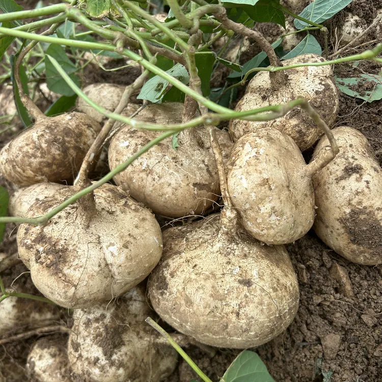 【应季现挖】贵州高山黄沙土新鲜现挖地萝卜地瓜凉薯沙葛脆甜爽口