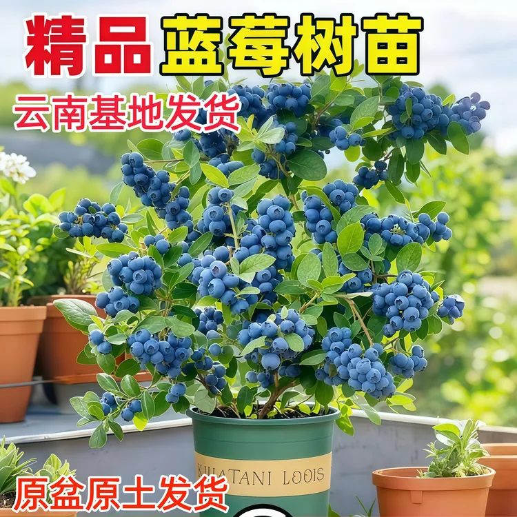 一物一拍蓝莓树果苗适合南北方种植阳台盆栽当年结果