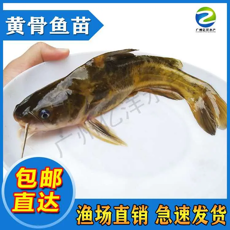 淡水养殖黄骨鱼 黄颡鱼 黄辣丁 昂刺鱼