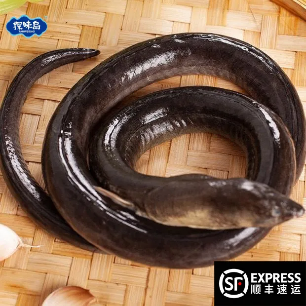 点砚【顺丰包邮】福建东山海捕大土龙新鲜青鳗活冻杜龙中华须鳗剑鳗