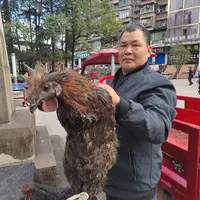 【庆娃代卖增收】农家自养跑山土杂鸡专属（公鸡）