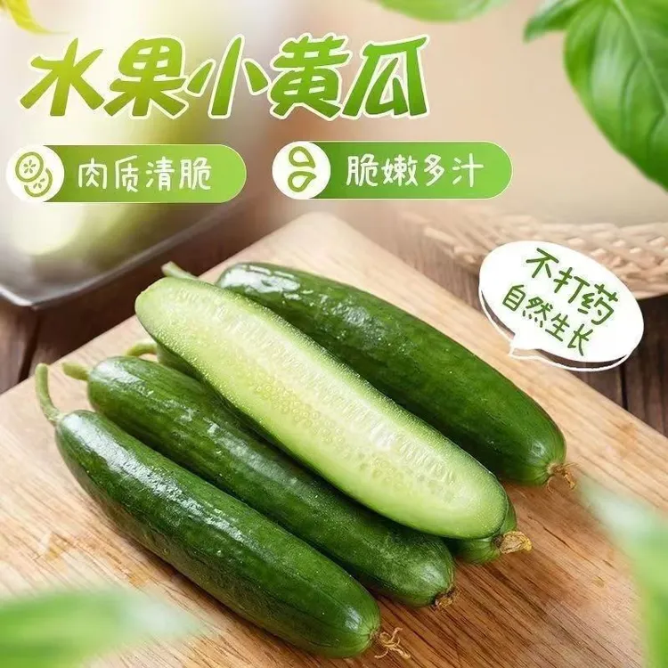 【新食专属】正宗水果小黄瓜生吃新鲜脆嫩多汁4.5斤山东当季现摘发
