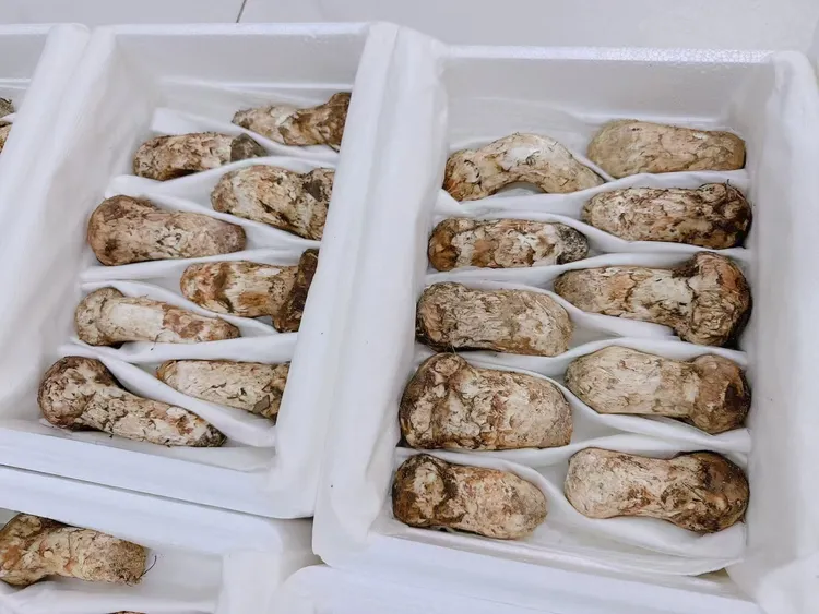 新鲜松茸顺丰空运新鲜菌菇正宗松茸菌顺丰包邮野生菌子鲜货