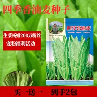 【买一送一】杨姐推荐油麦菜种子春秋可种阳台盆栽地栽青菜种子