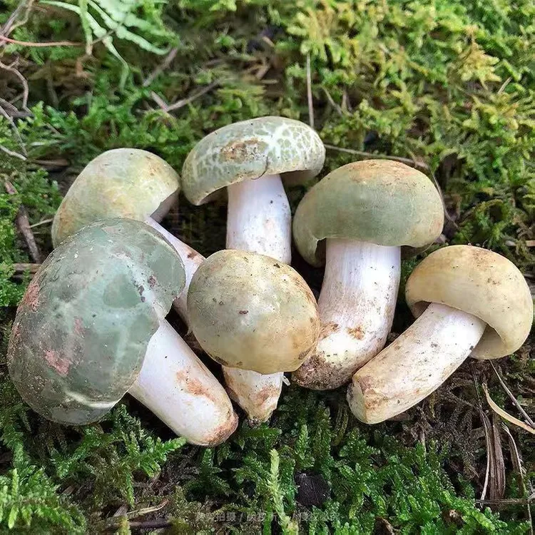 青头菌菌种人工优质菌菌种菌包菌种家种室内阳台庭院户外四季可种