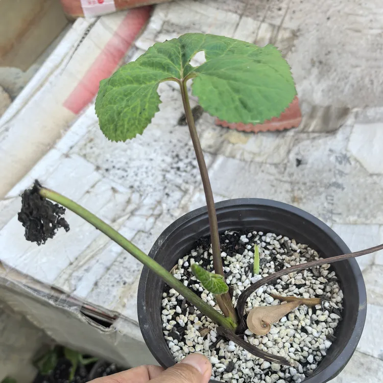 马蹄 当归种苗1株大马蹄香野金瓜莲四季可种