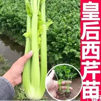 芹菜苗西芹秧苗皇后芹菜小香芹新现挖批发秧苗西芹菜空心四季阳台