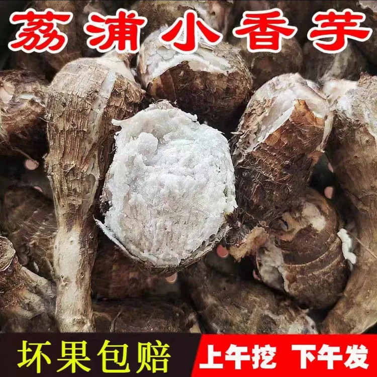 广西荔浦小芋头新鲜小芋头仔正宗芋粉糯香软当季蔬菜早餐农家菜