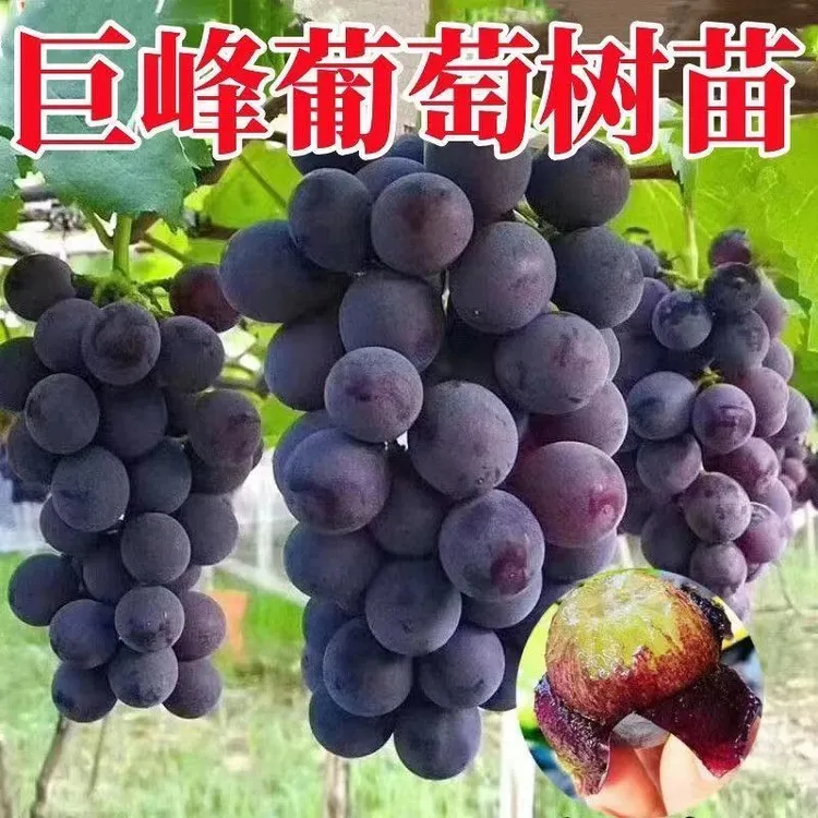 正宗巨峰葡萄树苗嫁接巨大果巨峰葡萄苗耐寒南北方种植树