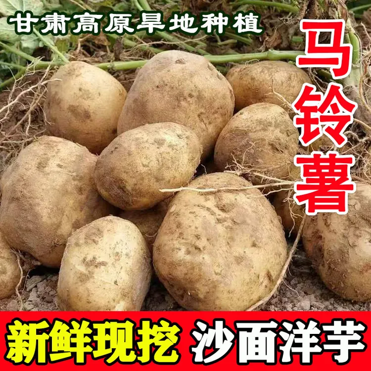 嘟角鲜现挖定西大洋芋9斤正宗甘肃旱地大中小土豆新鲜黄心马铃薯