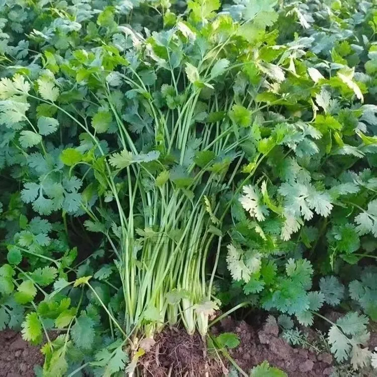 【满5包/包邮】四季速生大叶香菜种子浓香高产适合阳台室内盆栽