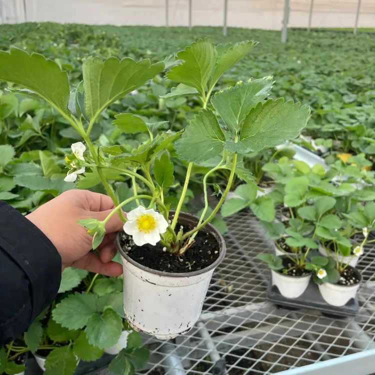 『新店福利：拍4发5』建德白露草莓秧苗四季南北方盆栽地栽原盆原土