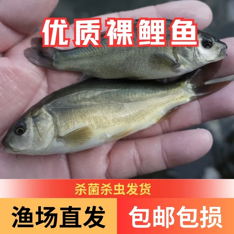 【活体】优质裸鲤鱼裸斑无鳞鱼观赏鱼淡水鱼大型渔场直发