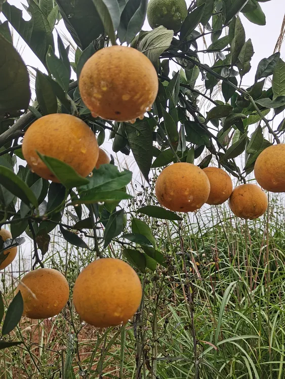 湖南省新田县新鲜水果当季富硒土壤冰糖橙
