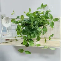 垂藤钻石翡翠吊兰室内桌面绿植四季常青绿宝石耐阴瓷盆垂吊植物