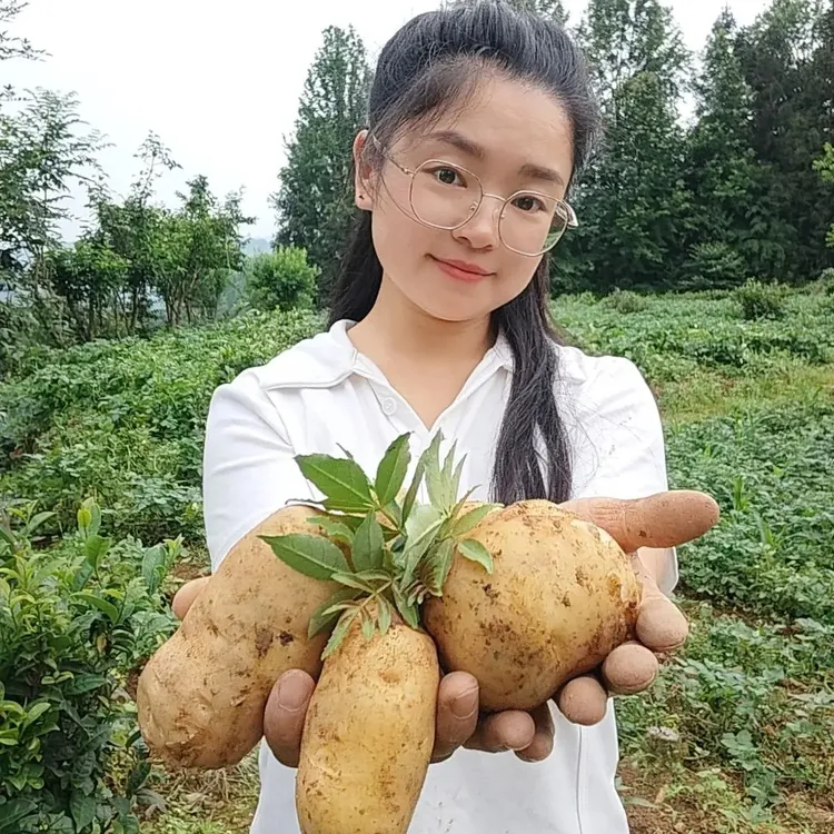 贵州新土豆黄皮土豆软糯洋芋马铃薯黄心土豆当季蔬菜