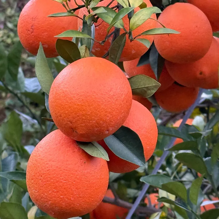 江西橙子赣南脐橙新鲜纽荷尔脐橙农家甜橙子果园现摘现发产地包邮