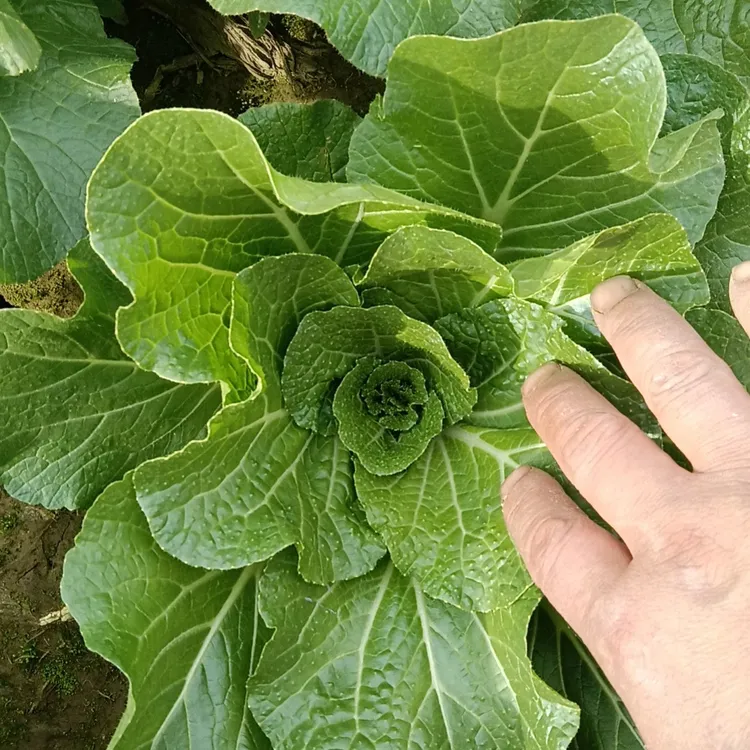 湖北襄阳露天霜打散叶白菜扑拉颗白菜软糯甜