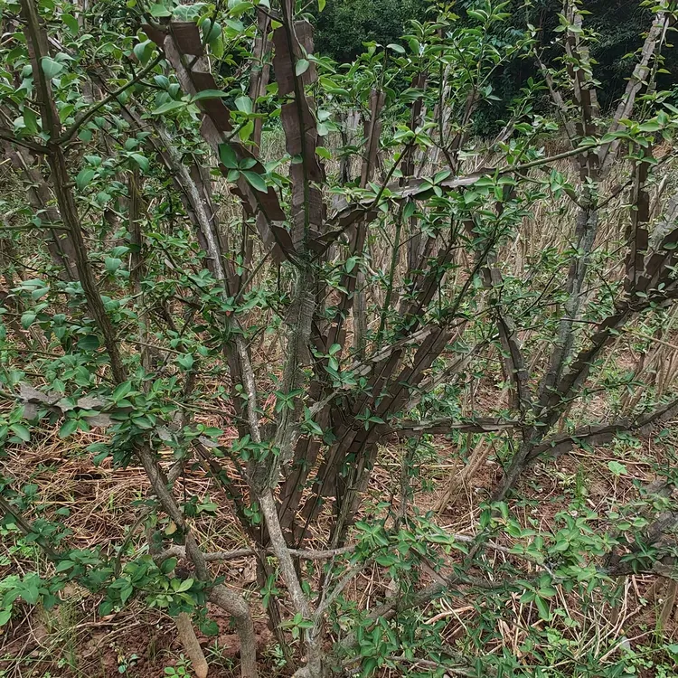 鬼见愁盆景鬼箭羽树苗盆景鬼见愁树苗野生鬼箭羽树苗卫矛盆景庭院盆栽苗