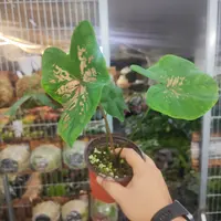 波浪彩叶芋小盆室内观叶植物网红ins风懒人绿植