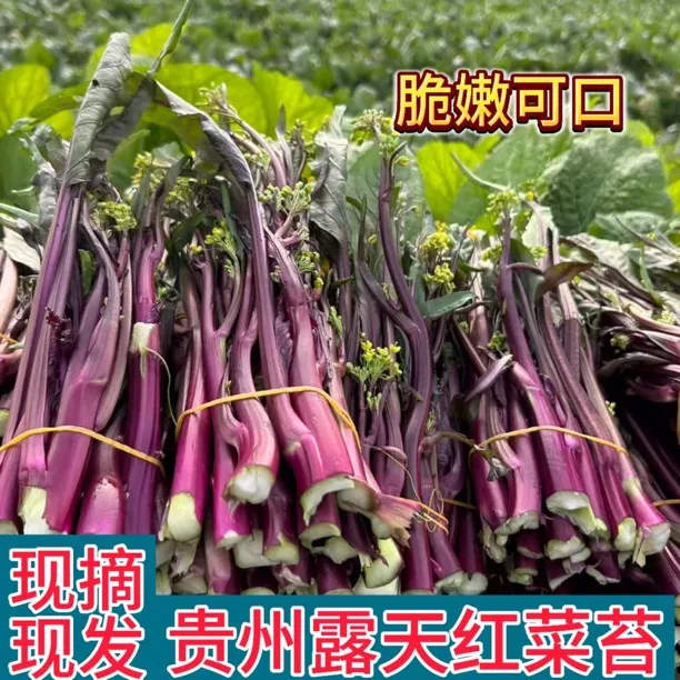 贵州高山露天种植红菜苔紫菜苔时令蔬菜脆嫩可口现摘现发