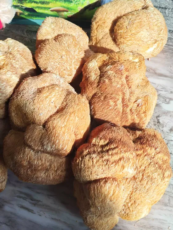 源自海林干猴头菇东北长白山产地无添加煲汤食材