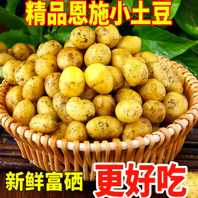 【粉糯香甜】网红恩施新鲜小土豆农家自种蔬菜现挖迷你马铃薯洋芋