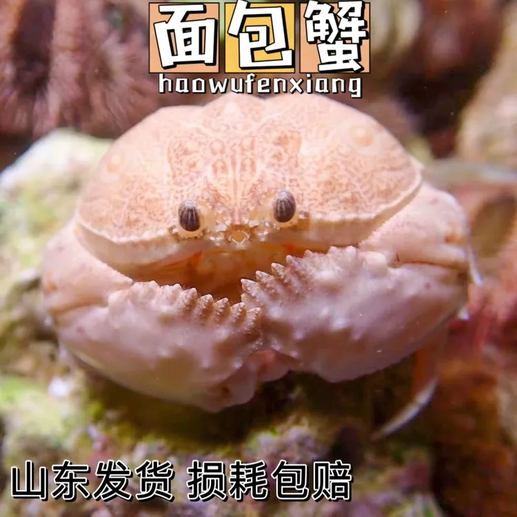 面包蟹馒头蟹翻砂钻砂海水小螃蟹红斑斗蟹观赏寄居蟹宠物海水养殖