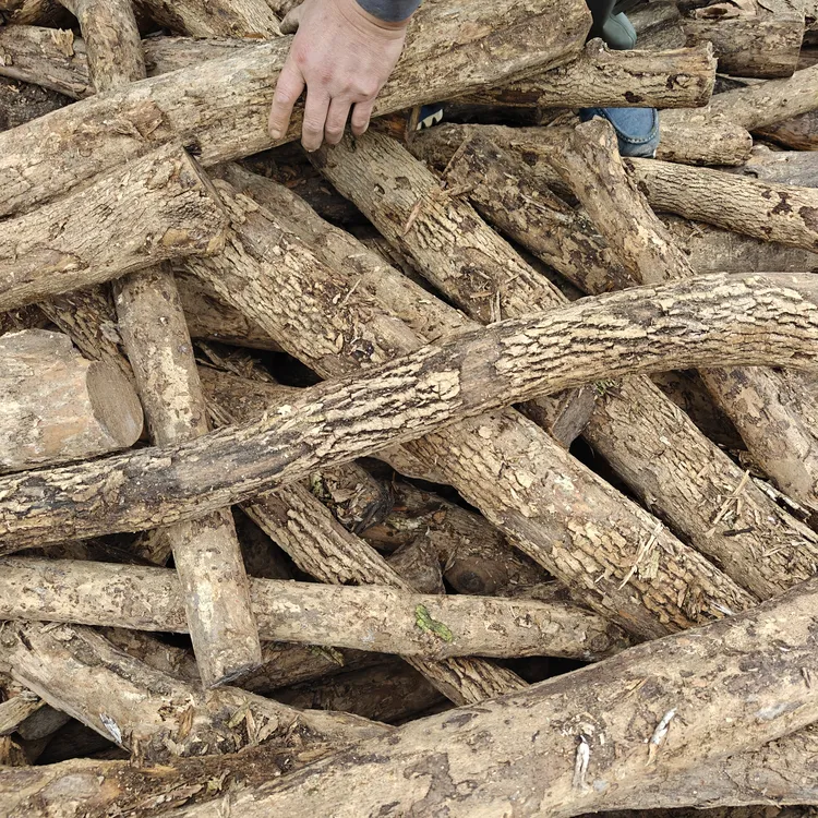 贵州小叶黄杨木干料1号（直径5/6厘米）