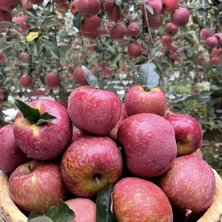 【正宗云南昭通丑苹果】高山种植新鲜现摘水果脆甜多汁冰糖心丑苹果