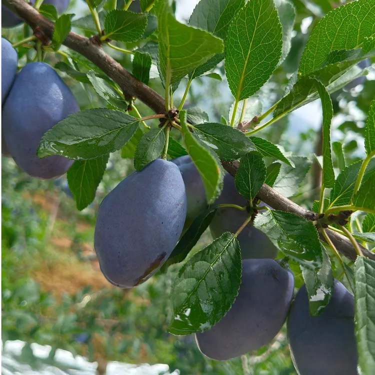 四川头茬蓝蜜西梅新鲜现摘香甜多汁应季水果3斤/5斤装