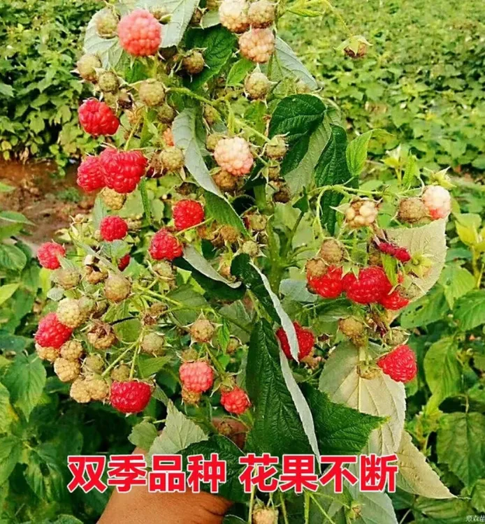 【红树莓种子】家庭阳台盆栽地栽四季种植