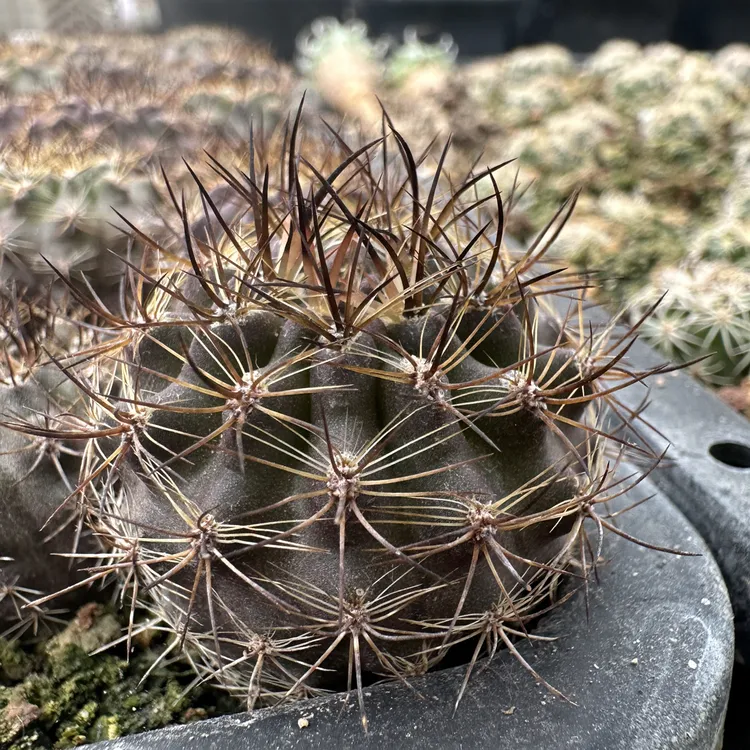 暗黑玉，仙人球，子播实生，不含刺2.5到3厘米，优先挑大的发货