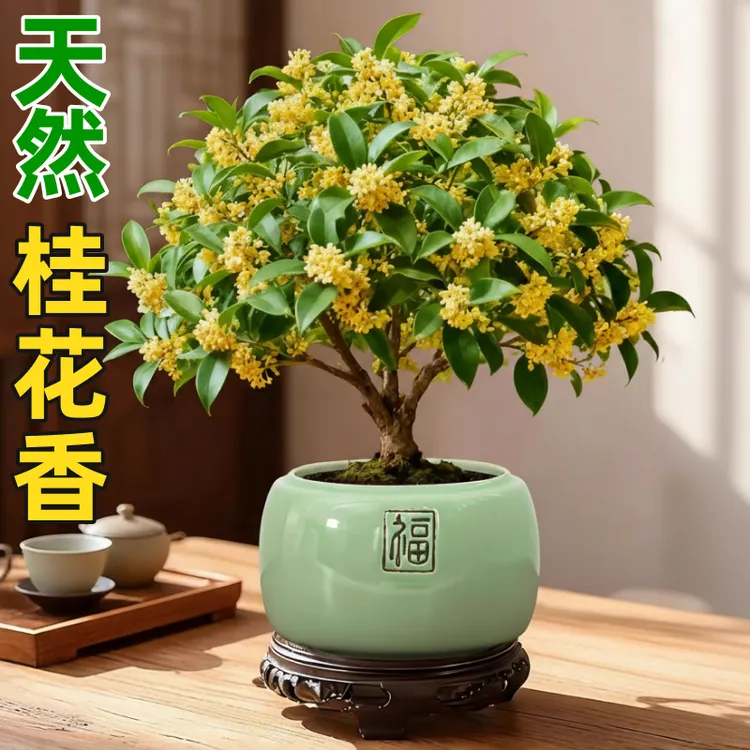 桂花树盆栽室内鲜花卉老桩绿植物浓香型办公室四季金桂开花盆景