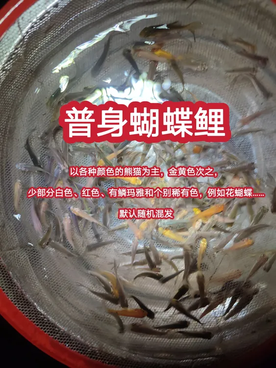顺丰包邮普身蝴蝶鲤熊猫红色黄色青铜色有鳞玛雅花蝴蝶低价鱼苗