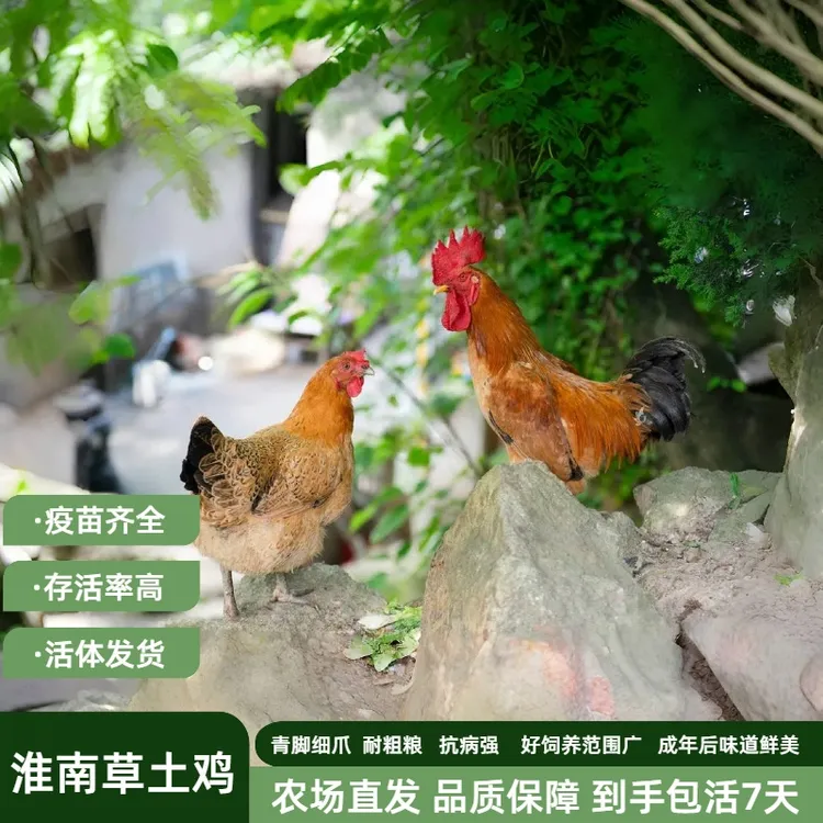 单只均重1.5-2.1斤正宗淮南草青脚细爪长尾宠物鸡活体防疫齐好养