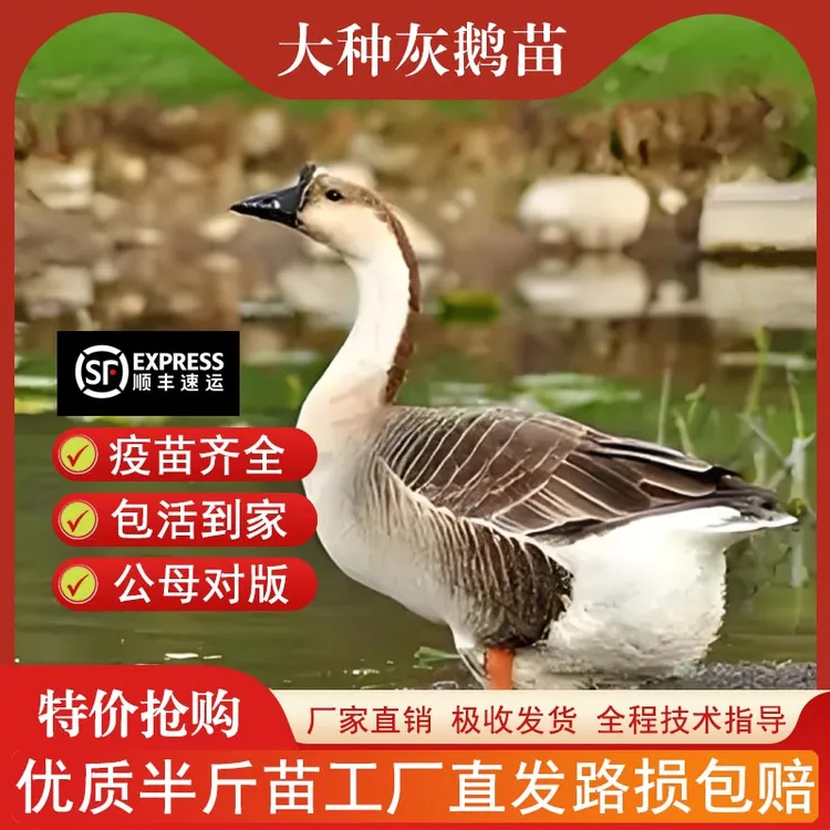 15只装正宗纯种灰鹅特大肉鹅脱温农村散养看家鹅顺丰发货宠物鸭