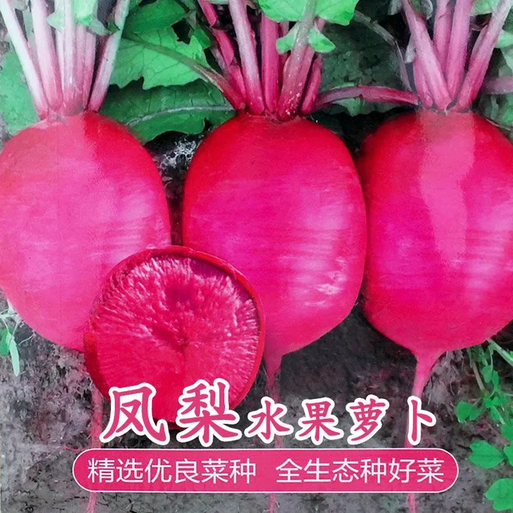 凤梨红心水果萝卜种子甜脆心里美满堂红萝卜种籽阳台蔬菜玉米种植