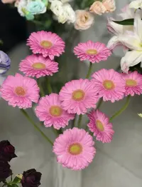 【陌上花开】20支波妞非洲菊-非洲菊