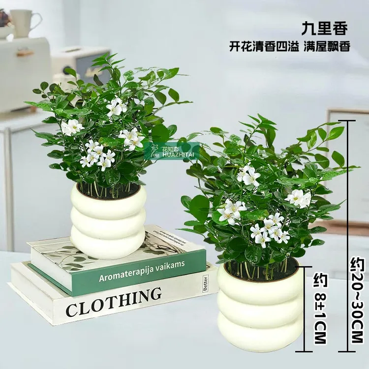 【买一送一】九里香室内好养护桌面盆栽鲜活发货观叶耐旱20-30cm