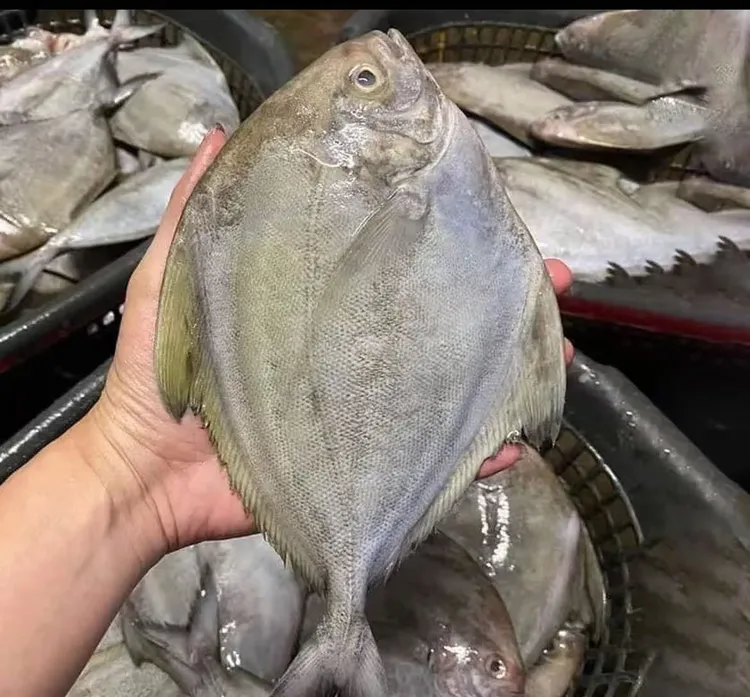 深海乌鲳  海钓黑鲳鱼 速冻真空 海鱼 顺丰发货