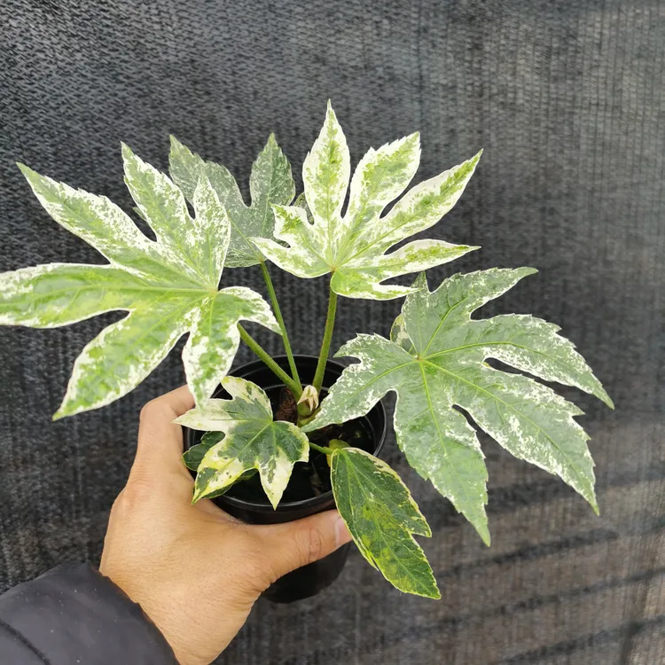 北欧风花叶八角金盘室内绿植盆栽耐阴阳台观叶植物白锦