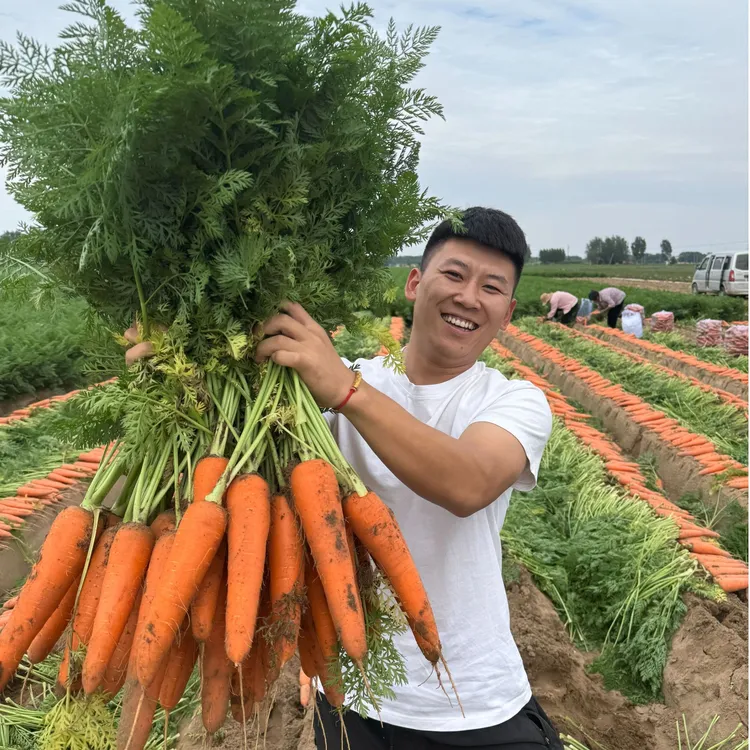 5斤装河南现挖沙地带泥胡萝卜脆甜生吃水果萝卜时令应季红萝卜