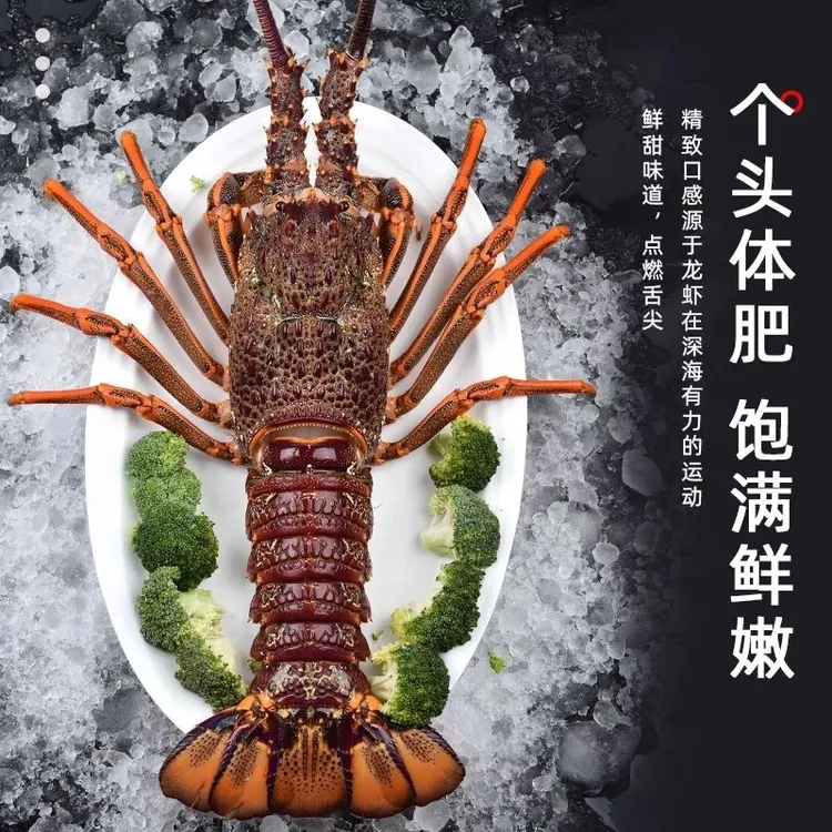 【顺丰空运】澳州龙虾鲜活冷冻2-6斤超大活动肉质鲜美深海野生