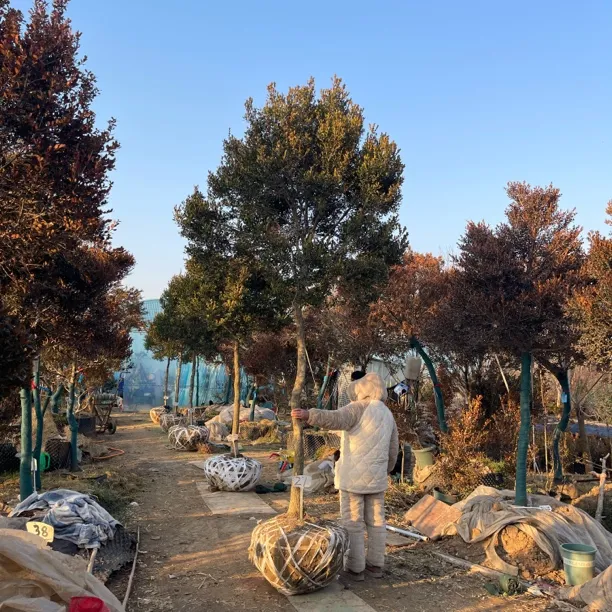 高杆瓜子黄杨30量7.6公分，分支1米7，高3.3米，运费自理