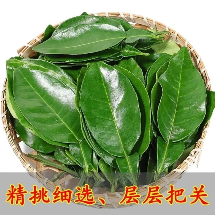 新鲜带枝柚子叶碌柚叶去晦气祈福乔迁沐浴开运青团垫叶糍粑叶