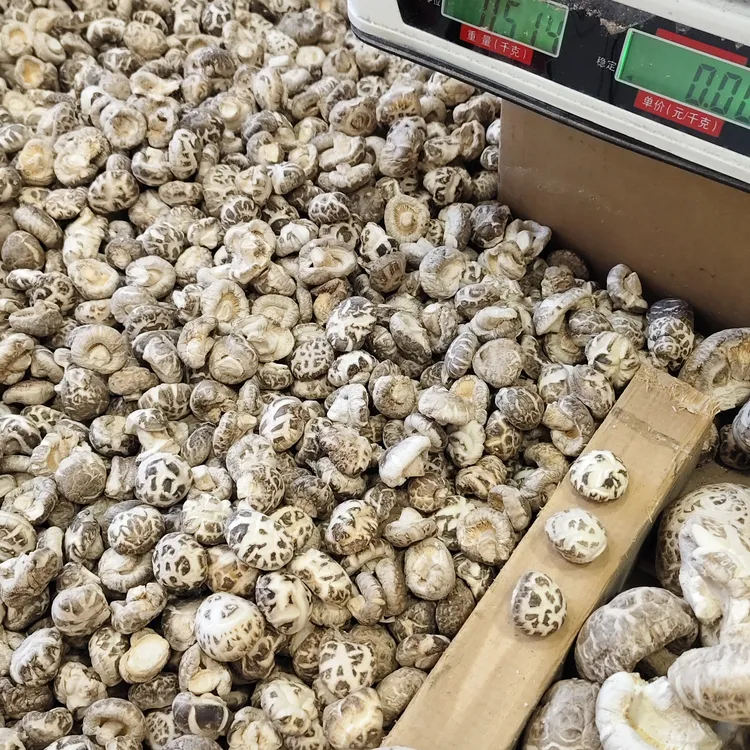 头茬小花菇宝宝袖珍菇，金钱菇，一口菇随州，小嫩菇全干煲汤